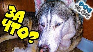 DOGVLOG: ХАСКИ ОБМАНУЛА ПОДПИСЧИЦА? ФАН-ВСТРЕЧА. РАСПАКОВКА ПОДАРКОВ. Говорящая собака