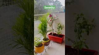 SERENITY ️️#peaceofmind #balconygarden #calming #plantlover #newbeginnings #plants #plantcare