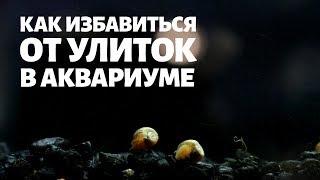 Как избавиться от улиток в аквариуме. 4 способа борьбы