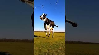 FUNNY COW DANCE  │Cow Song & Cow Videos 2025 | Cow dance mix | funny dancing cow | mooing cow | moo