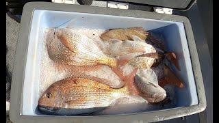 Snapper fishing at Whatipu hole Manukau Harbor