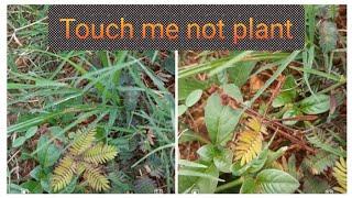 #shorts|Touch me not plant | Mimosa pudica plant advantages or benefits |helps is heal wonds