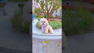 Morning walk with little lucem #shortsfeed #ytshorts #shortsvideo #shortfeed #youtubeshorts #shorts