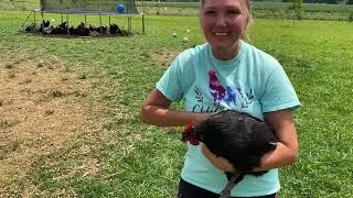 Mystic Maran Chickens - Are They Worth Raising?