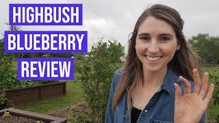 Highbush Blueberry Review!