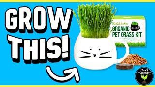 Growing Cat Grass: My HILARIOUS Journey for Kitty Bliss!