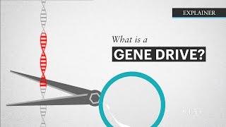 What is a Gene Drive?