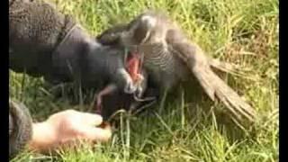 Magpie hawking with Sparrowhawk (Accipiter nisus)