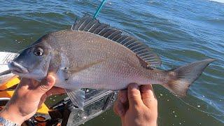 When JUMBO Porgies Save the Day! NYC Area Fishing + Catch and Cook