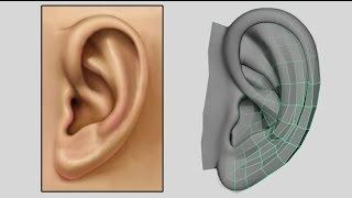 How to Model an Ear - Low Poly to Intermediate 3D Modeling Tutorial - Box Modeling