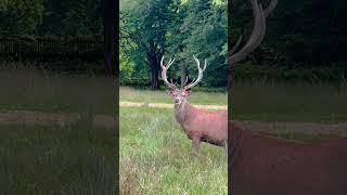 Wildlife deer  #travel #uk #daldhanu vlog 