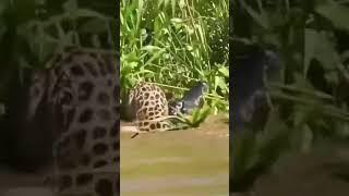 Alligator vs jaguar                                            #insanemoments #omg #trendingnow