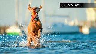 Sony A9 Review