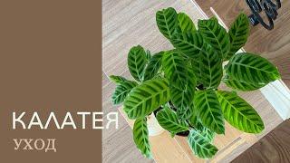 No. 47. How to take care of kalatea? What to do so that the leaves do not dry, do not curl?