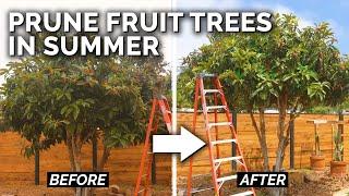 3 Reasons to Prune Your Fruit Trees in Summer