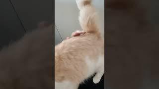 when he is hunger he do this to me #cat #catperson #massage #sweet