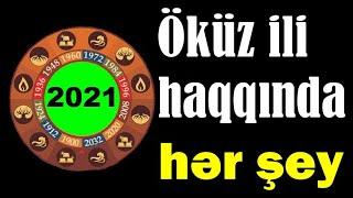 Öküz ili haqqında hər şey - Astroloqdan ANONS