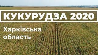 Кукурудза 2020. Харківська область. #кукурудза 2020 #кукуруза