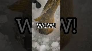 WORLD RECORD WALLEYE!?  #shorts #perch #fishing