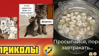 Вели ведро пельменей дворянам подать !смотри смешные картинки мемы котики приколы  