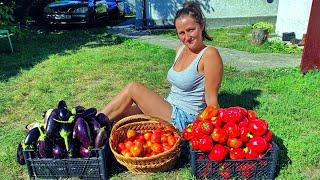 My wife picks tomatoes, peppers and corn on our small farm