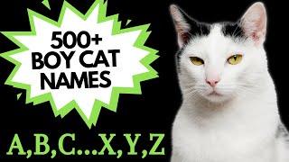 500+ MALE CAT Names for EVERY letter of the ALPHABET | Unique BOY Cat Names