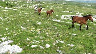 4K Video Mongolian Steppe and Stunning Herd of Wild Horses from Above | Zenful Nature