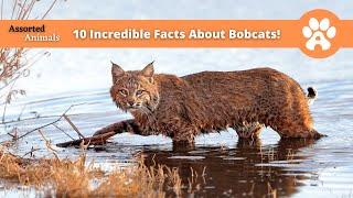 10 Incredible Facts About Bobcats