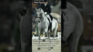 Pet Facts - Blue Hors Matiné #animals #love #cute #horse #equine https://direct.me/petdedicated