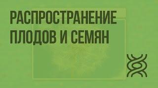 Распространение плодов и семян. Видеоурок по биологии 6 класс