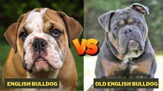 Olde English Bulldogge Vs English Bulldog - Comparison Between Two Bull Dogs