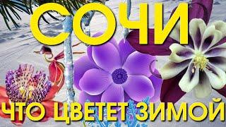 Сочи зимой, погода Сочи, Погода Лазаревское, Лазаревское сегодня, погода в Сочи зимой