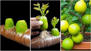 Best way to grow lemon tree with lemon fruit and fresh onion