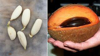 Tips for growing sapodilla from seeds, super fast germination