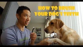 How to Brush Your Dog's Teeth! Ft. MikoTheLabradorNinja