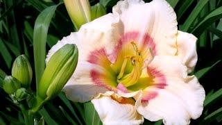 Best Perennials, Hemerocallis 'Siloam French Marble' (Daylily)