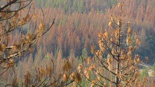 Understanding Forest Ecology: Fire, Water, and Bark Beetles