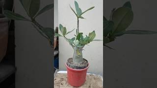 Adenium Arabicum #adenium #adeniumdesertrose #adeniumgarden #floweringplant #gardening