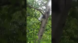 Железов В. К.  переименовал клон груши в Память Лотенкова.