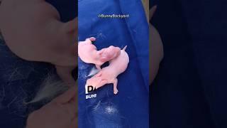 rabbit baby growth day by day (day 1 to 3)