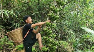 Harvesting super large figs for sale - House cleaning, Floor washing | Triệu Văn Tính