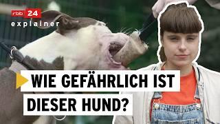 Wesenstest für Hunde: Amstaff Terrier wird geprüft | rbb24 explainer