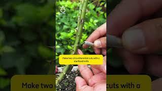 The benefits of two pruning cuts #namrose #garden #rose