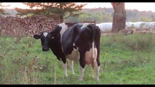 Last Family Night In the Barn! Milking Cows September 29, 2024