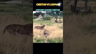 Cheetah vs Leopard #trending #animals #wildlife #leopard #cheetah #short #shorts #youtubeshorts