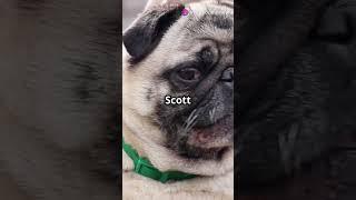 Pawsome Moments at the National Dog Show
