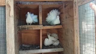 Голуби - Русские Павлины. / Pigeons - Russian Peacocks / г. Ставрополь, the city of Stavropol.