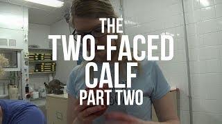 The Two-Faced Calf, Part II