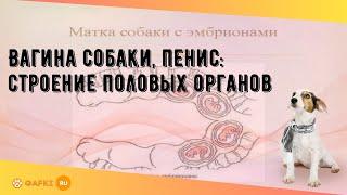 Вагина собаки, пенис: строение половых органов