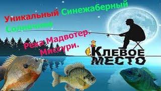 Fishing Planet. Река Мадвотер. Миссури. Уникальный Синежаберный Солнечник. Как ловить? Где ловить?